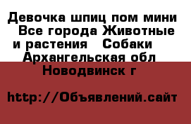 Девочка шпиц пом мини - Все города Животные и растения » Собаки   . Архангельская обл.,Новодвинск г.